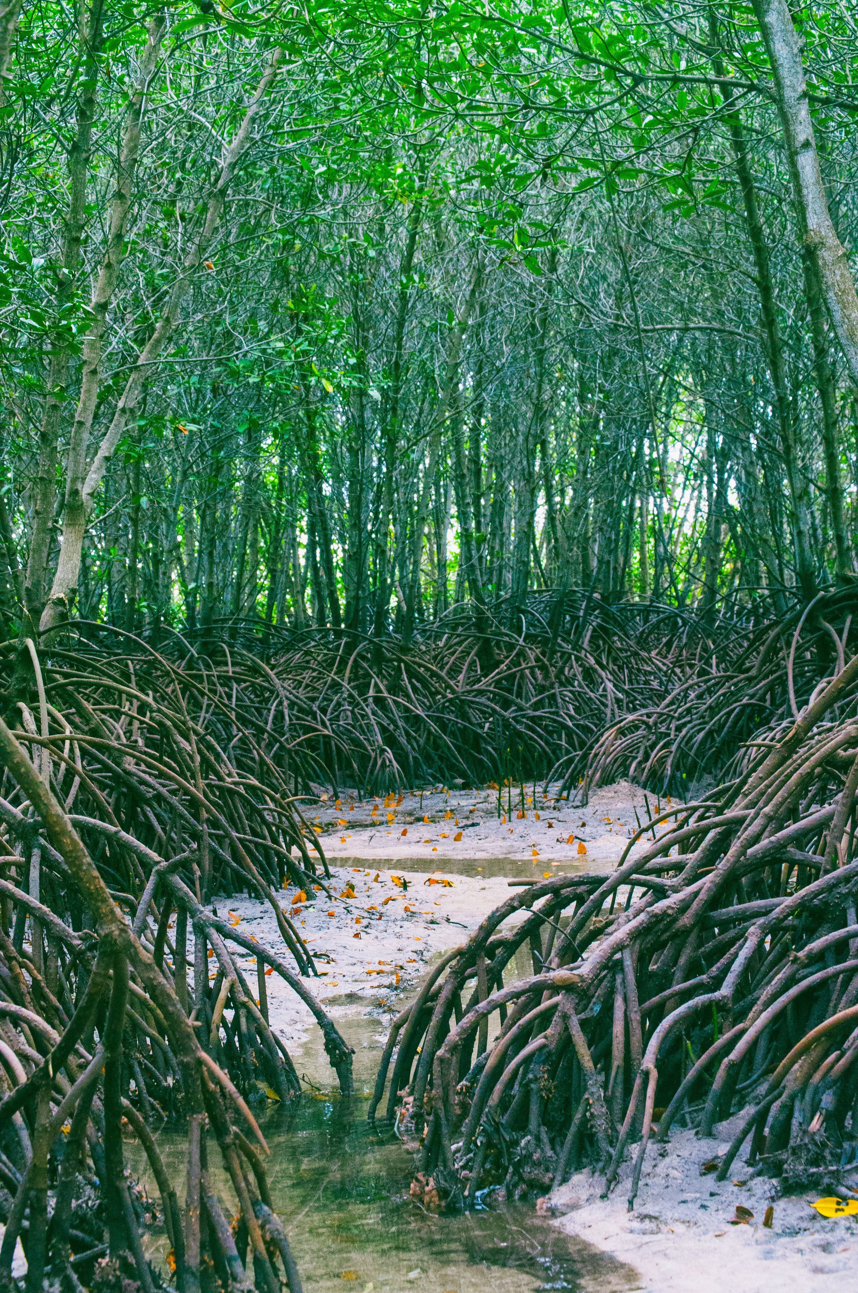 Mangrove image in the wilderness — multiple roots make an ecosystem